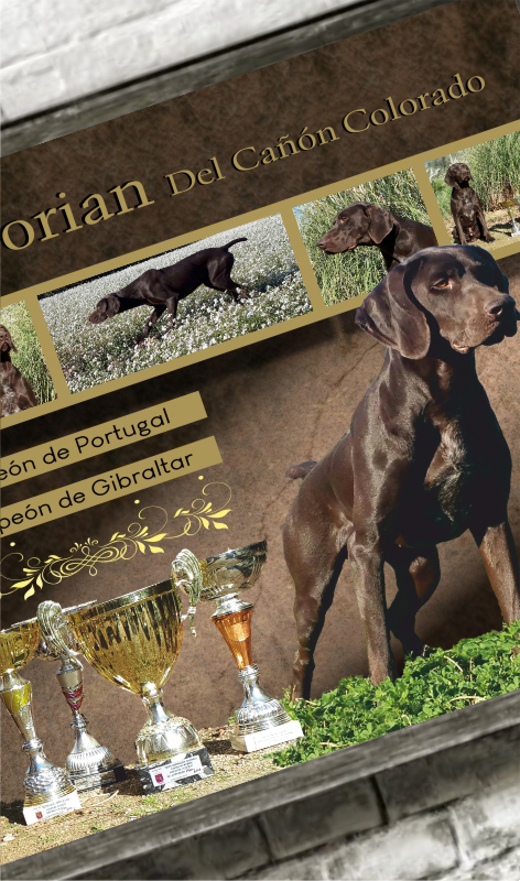 Poster para criador de perros de la raza Bracos Alemanes, Del Cañón Colorado
